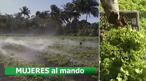 Miniatura del video Ampliar producciones a través de sistemas integrales en la Habana